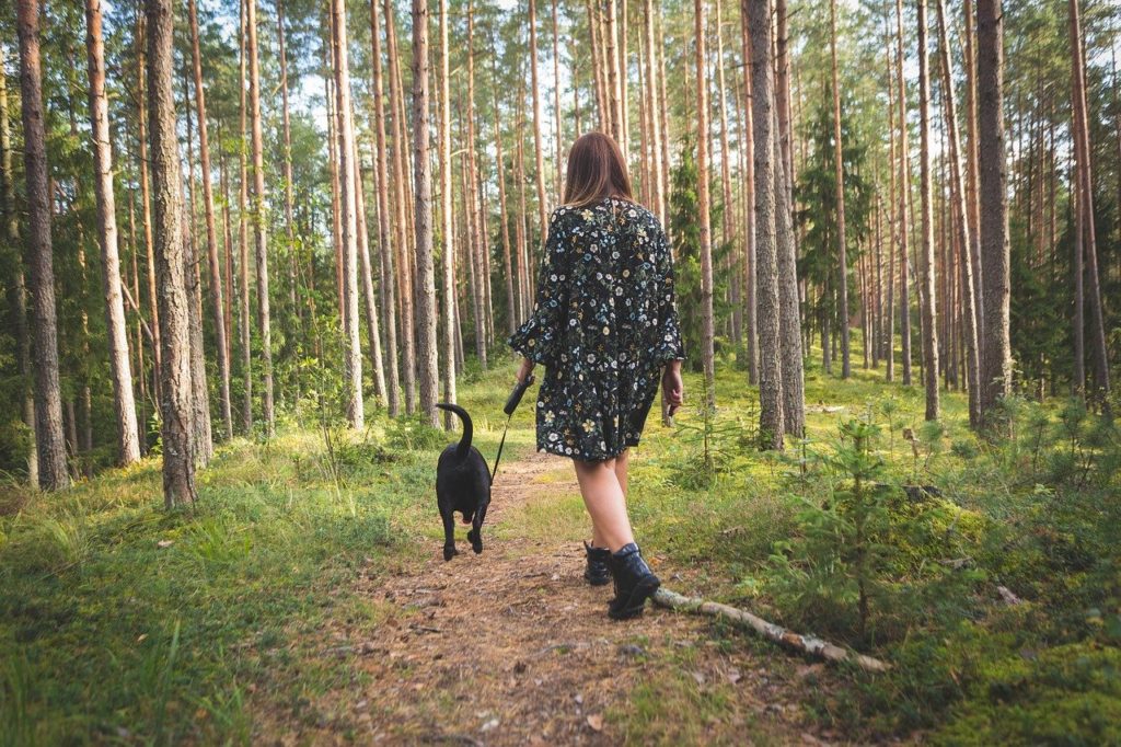 dog, nature, forest